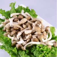 Champignons comestibles Detan, champignons Shimeji bruns frais