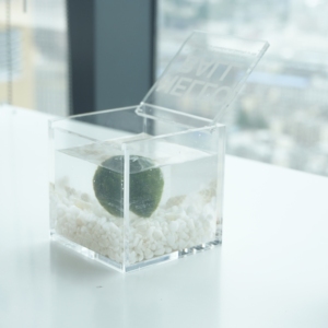 Factory Wholesale Clear Durable Acrylic Plant Terrarium Box Versatile Greenery <b>Planter</b> Decoration - Product Image 2