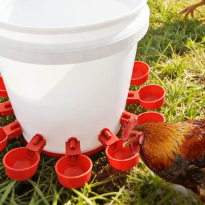 Bebederos automáticos para aves de corral como pollos, patos, gansos, palomas y codornices. - Product Image 3