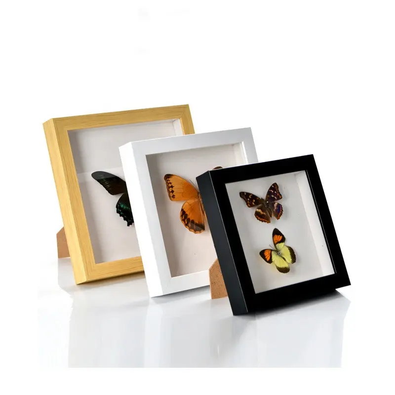 Hot Sale Custom Made Cardboard Insect Specimen Showing Paper Photo Frame