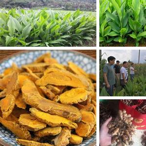 Curcuma longa zerdeçal özü/<span class=keywords><strong>95%</strong></span> <span class=keywords><strong>curcumin</strong></span> <span class=keywords><strong>HPLC</strong></span> - Product Image 6