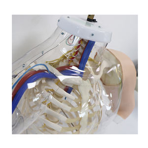 SY-N03610 इंजेक्शन मॉडल ऊपरी बांह का पता लगाने चेतावनी प्रणाली के साथ इंट्रामस्क्युलर इंजेक्शन अभ्यास सिम्युलेटर - Product Image 5