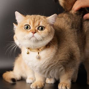 Collar de Lujo para Mascotas de Cuero Vegano con Cristales, para Perros y Gatos, Accesorio Personalizable con Opciones en Dorado, Plateado y Negro - Product Image 2