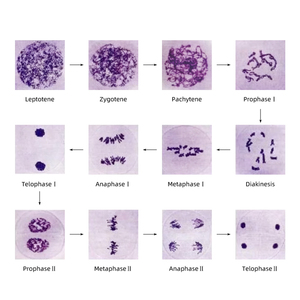 Broad Bean Anther Meiosis Slide FRT1002 Mikroskop vorbereitetes Objektträger set 12 Stück Botanik <span class=keywords><strong>Matuer</strong></span> Anther Meiose - Product Image 4