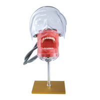 Modelo de Cabeza para Entrenamiento Dental, Simulador Dental Phantom sobre Mesa, Maniquí con Soporte para Estudiantes de Medicina, CE/ISO