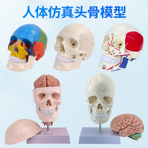 Crâne humain à l'échelle 1:1, crâne d'adulte grandeur nature, pour l'enseignement, la médecine et l'esthétique. - Product Image 2