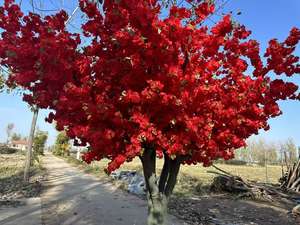 Pohon Sakura Buatan Besar dari Fiberglass untuk Dekorasi Pesta Pernikahan di Luar Ruangan Restoran Grosir - Product Image 4