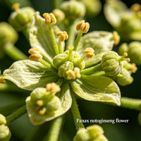 Fleur séchée de Panax Notoginseng, matière première végétale brute de Panax Notoginseng pour thé floral, boisson solide, pâtisserie, collation, matière première