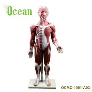 男性肌肉与内脏人体全身躯干模型