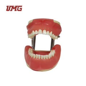 Modèle synthétique <span class=keywords><strong>de</strong></span> formation chirurgicale dentaire pour <span class=keywords><strong>la</strong></span> chirurgie buccale - Product Image 4