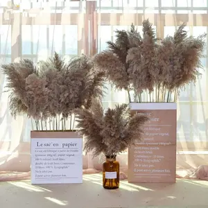 Natural Seedless Phragmites Communis Dry Flowers Decorative Large Fluffy Brown Dried Pampas Grass For Wedding Home Decor