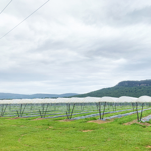 <span class=keywords><strong>Invernadero</strong></span> de túnel alto tipo oruga de bajo costo, solución económica perfecta para el cultivo de bayas pequeñas y medianas - Product Image 4