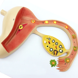 Modelo de enseñanza del desarrollo del óvulo fertilizado reproductivo femenino modelo útero-ovárico de órganos reproductivos femeninos - Product Image 2