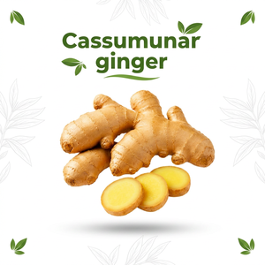 Cassumunar <b>Ginger</b> Root <b>Fresh</b> Natural for Tea and Food Ingredient Premium Grade Export Quality - Product Image 1