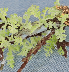 Nhân Tạo Hoa Cưới Fontanesia Hoary Tuyết Liễu Màu Hồng Lụa Mini Hoa Liễu Hoa Nhân Tạo Cho Đám Cưới - Product Image 3