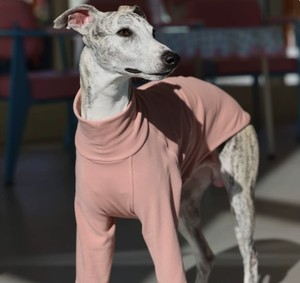 Camiseta de Cuello Alto para Perro, Color Sólido, Estilo Italiano, Marca Little Lingti Huibit, Nueva Colección de Primavera - Product Image 5