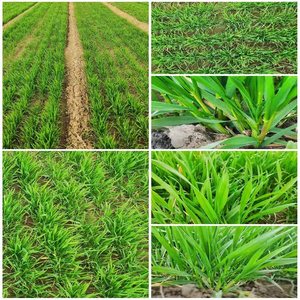 Proveedor profesional. <span class=keywords><strong>Herbicida</strong></span> <span class=keywords><strong>para</strong></span> <span class=keywords><strong>malas</strong></span> <span class=keywords><strong>hierbas</strong></span> anuales de hoja ancha en campos de remolacha azucarera. COA y MSDS disponibles - Product Image 5