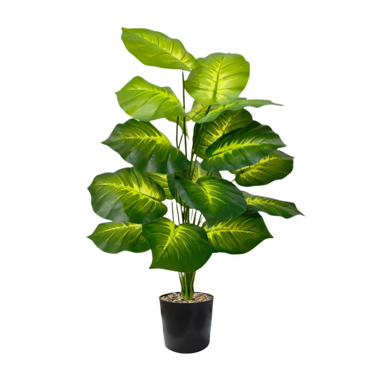 Pothos doré sans pot