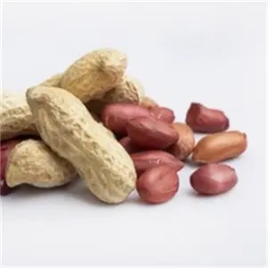 2024 Chinese Peanut Mills Supplier Bulk Roasting Flavors Coated Corn Peanuts Nuts