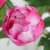 Fleur de pivoine artificielle haut de gamme 1 fleur 1 bouton pour la décoration de la table à manger à la maison, ornement de restaurant, accessoire de photographie, pivoine artificielle en gros