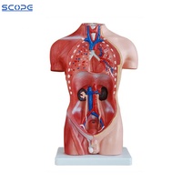 Cuerpo de simulación humana desmontable para hombre y mujer, modelo anatomico, Torso, 42cm
