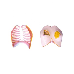 Modelo anatómico de entrenamiento de la Escuela de Medicina, modelo de mama de Anatomía de la ciencia médica, maniquí de silicona y plástico <span class=keywords><strong>para</strong></span> entrenamiento de enfermera - Product Image 1