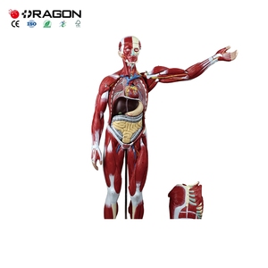 Modelo de Anatomía Muscular de Cuerpo Completo para Entrenamiento de Fisioterapia en Escuelas de Enfermería y Facultades de Medicina - Product Image 1