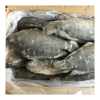 IQF 10 kg Emballage Tilapia frais congelé entier rond Oreochromis niloticus de Chine avec des tailles de 300-500 g, 500-800 g, 800 g+