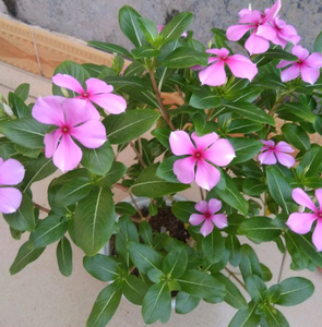 ร้อนขายผงสารสกัดจากหอยขม <span class=keywords><strong>Catharanthus</strong></span> <span class=keywords><strong>Roseus</strong></span> (Linn.) G. G. สารสกัดจาก Don - Product Image 4