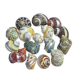 Coquillages décoratifs naturels en gros, coquilles d'escargot de mer en vrac pour la décoration et l'artisanat créatif, coquilles de crabe ermite polies - Product Image 2