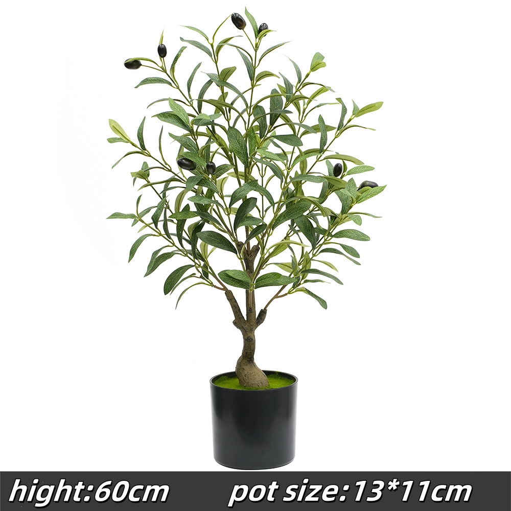 60cm olive tree