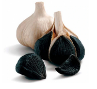 Supplément nutritionnel polyphénol fermenté naturel inodore 98% poudre d'allicine extrait d'ail noir