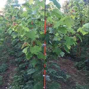 Bâton en fibre de verre FRP pour le soutien et l'escalade des plantes - Product Image 4