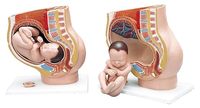 Modèle de fœtus à terme et modèle d'embryon utérin Grossesse féminine Pelvis Outil d'enseignement de l'anatomie intelligente pour les sciences médicales