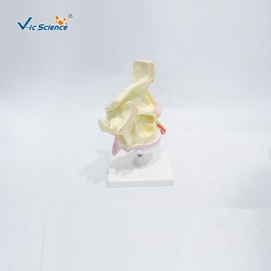 Modèle d'anatomie de la cavité nasale humaine ; structure de la bouche, du nez et de la gorge ; aides pédagogiques et de formation pour les étudiants en médecine. - Product Image 3