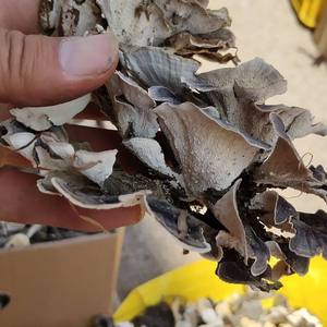 Fungo Selvatico Yunzhi di Grado Alimentare, Fungo Coda di Tacchino a Fette, Fungo Essiccato Sfuso con Fondo Bianco e Fascia Giallo-Verde per Tisane - Product Image 5