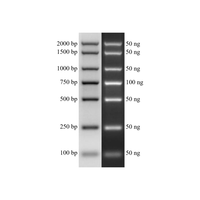Échelle ADN DL2000 Plus prête à l'emploi pour la dimensionnement des plasmides par PCR sur gel d'agarose