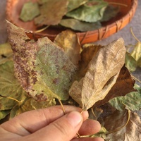 Extrait de feuille de mûrier sauvage, herbe séchée naturelle, authentique, traditionnel, botanique, pour le bien-être quotidien