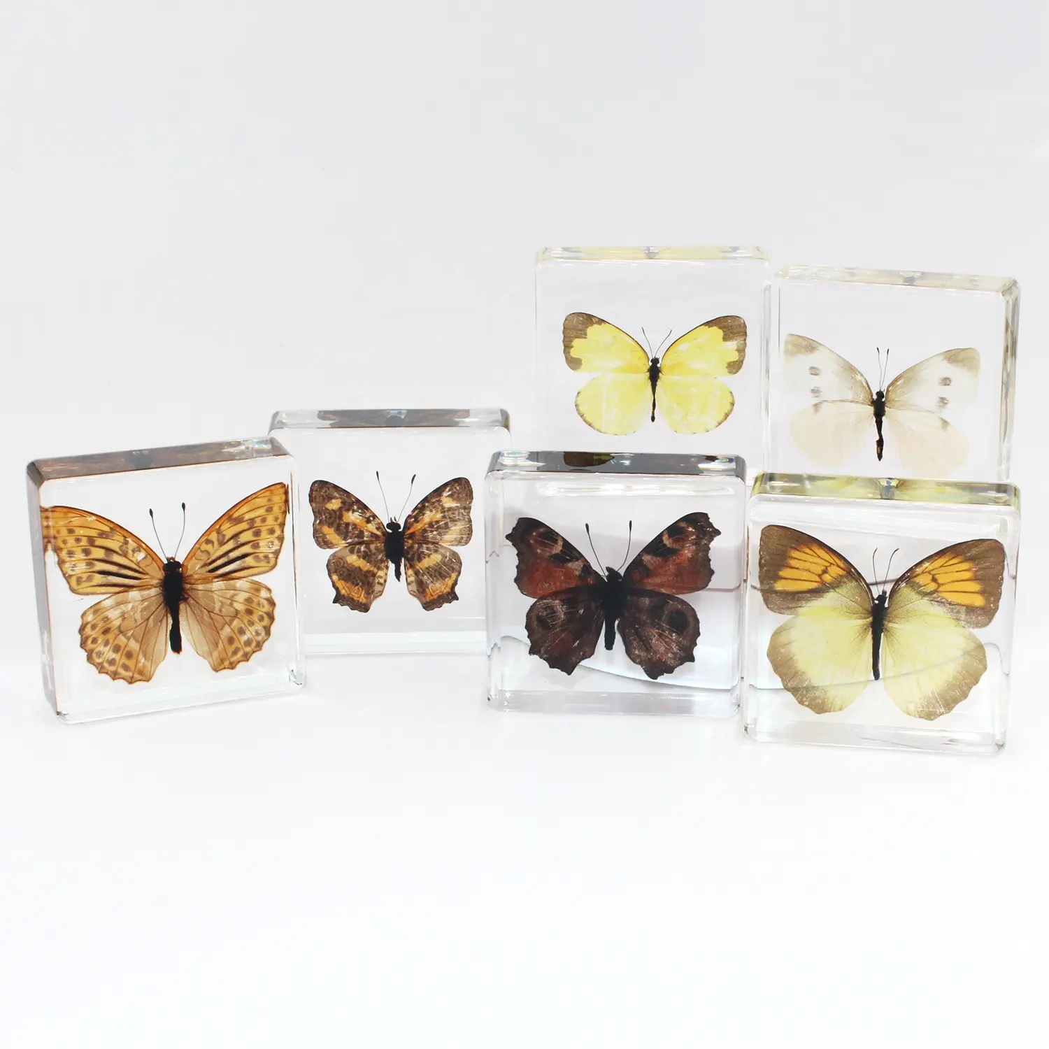 Special Real Butterfly Specimen Flying Insect Resin Block Promotional Business Educational Gifts