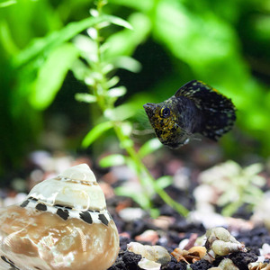 เครื่องขัดเงาธรรมชาติสีดำ King Kong Conch Hermit <span class=keywords><strong>Crab</strong></span> แทนที่ Shell Conche Shell สำหรับขาย - Product Image 6