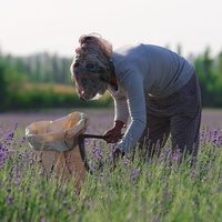 Bunga Lavender Kering Kemasan Khusus untuk Tidur Nyenyak, Manfaat Kesehatan, Bunga Lavender Grosir, Teh Lavender, Kuncup Prancis