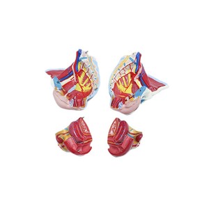 Un outil pédagogique médical en quatre parties pour démonter et assembler un modèle des vaisseaux sanguins et des nerfs du bassin féminin. - Product Image 5