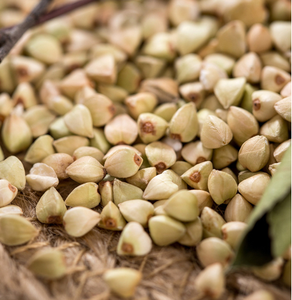 Gruau <span class=keywords><strong>de</strong></span> <span class=keywords><strong>sarrasin</strong></span> biologique séché riche en rutine, superaliment en gros pour complément alimentaire fonctionnel - Product Image 4