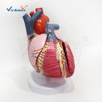Modèle de conduction cardiaque 3 fois plus grand avec 5 parties modèle de coeur humain anatomique éducation organe du corps humain