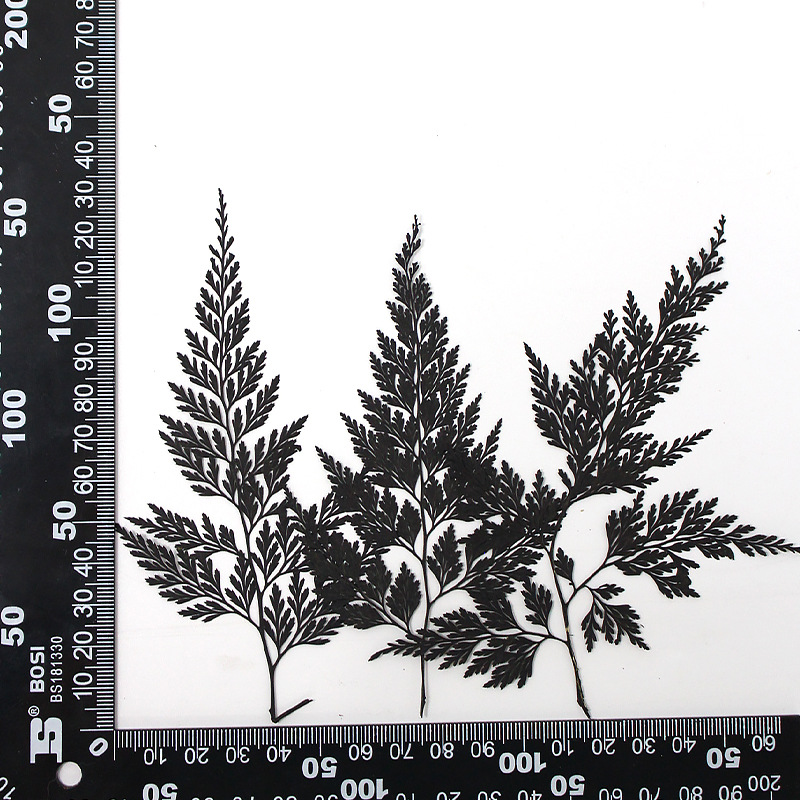 MH639-Black-Stenoloma Chusana