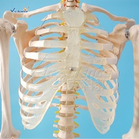 Science médicale 180cm taille réelle en plastique anatomie humaine squelette modèle anatomique modèle humain squelette taille réelle