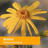 Extrait d'arnica biologique pressé à froid (Arnica Montana) huile de massage à base de plantes aux fleurs séchées