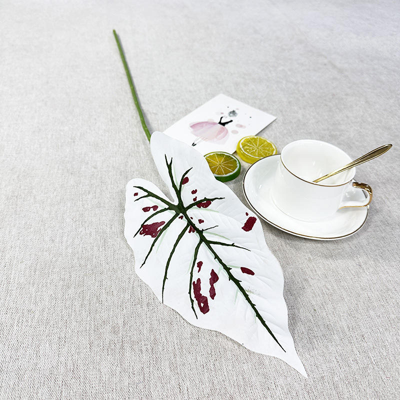 Une seule couleur feuille de taro avec des taches rouges et blanc