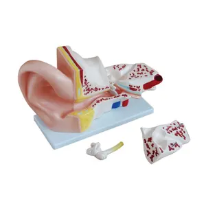 医学教育人間の解剖学巨大な耳モデル3D人間の耳モデル5倍拡大モデル
