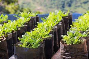 10 gallons noir Poly Pots sol sacs de culture en plastique plante <span class=keywords><strong>tomate</strong></span> sacs de pépinière - Product Image 3